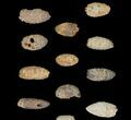 Lot: Fossil Seed Cones (Or Aggregate Fruits) - Pieces #148852-1